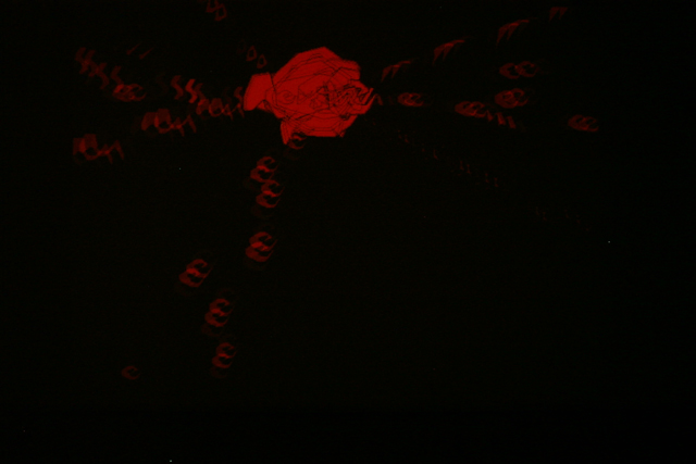 rose.jpg 131.3K